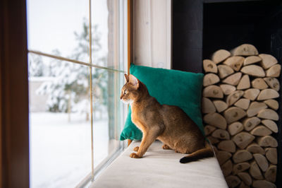 The abyssinian cat sits on a pillow and looks out the window