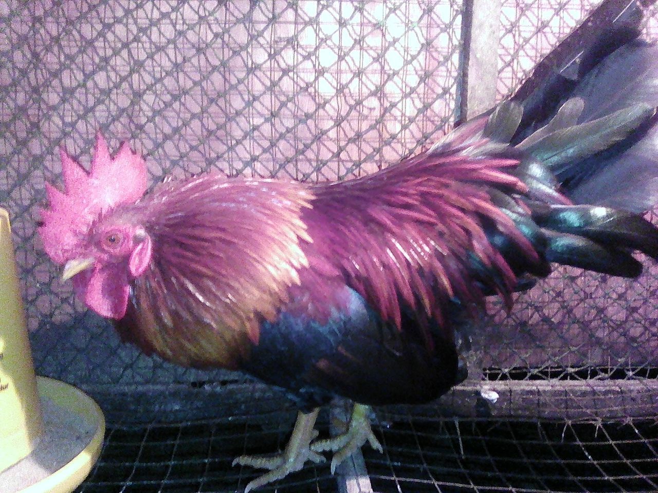 CLOSE-UP OF ROOSTER