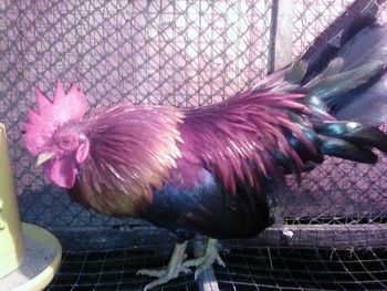 Close-up of rooster in cage