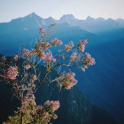 High angle view of flowering tree against mountains