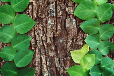 Close-up of green leaves on tree trunk