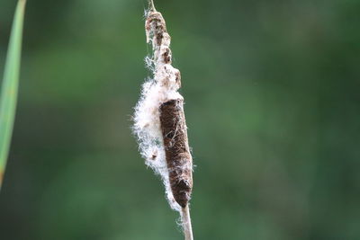 Close-up of cattail plant