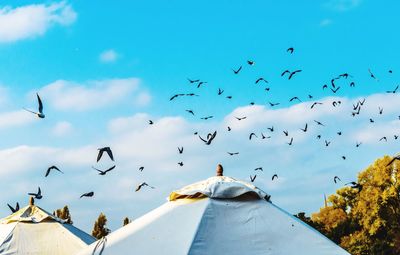 Low angle view of birds flying against sky