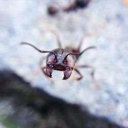 Close-up of insect