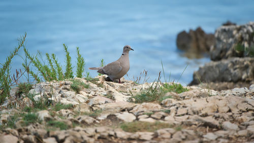 Dove relaxing on the beach