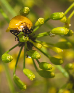 Close-up of insect on flower