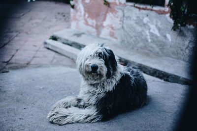 Close-up of dog sitting on walkway