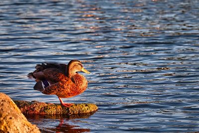 Duck in sunset