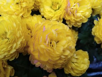 Close-up of yellow marigold