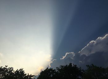 Low angle view of trees against sky