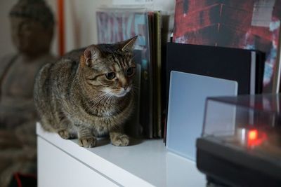 Cat on table at home