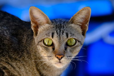 Close-up portrait of a cat