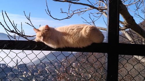 Cat lying on a fence