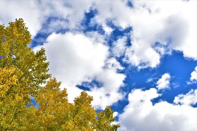 Low angle view of trees against sky