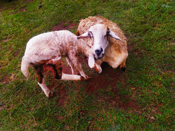 High angle view of a dog on field