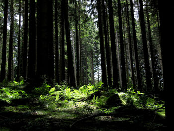 Trees in forest