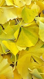 Full frame shot of leaves