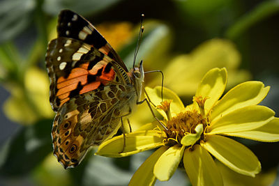 Close-up of butterfly pollinating on flower