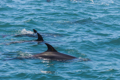 View of whale swimming in sea