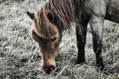 Close-up of a horse grazing in field