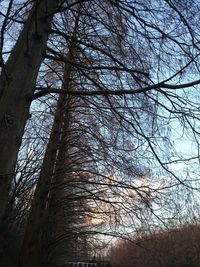 Low angle view of bare trees in forest