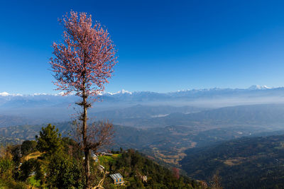 Tree with pink flowers against the background of the himalayan mountains, nepal