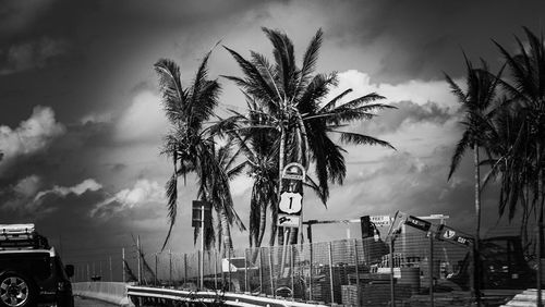 Palm trees against sky in city