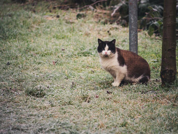 Cat sitting on field