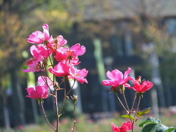 Close-up of pink flowers blooming outdoors