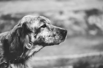 Close-up of dog outdoors