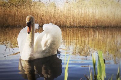 White swan swimming in lake