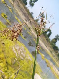 Close-up of flower growing on field