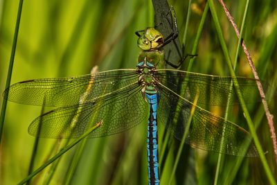 Close-up of dragonfly on plant