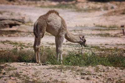 Side view of young camel standing on field