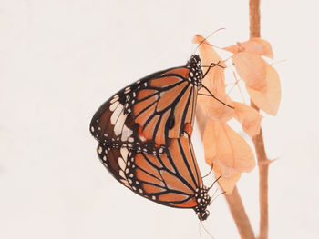 Close-up of butterfly on white background