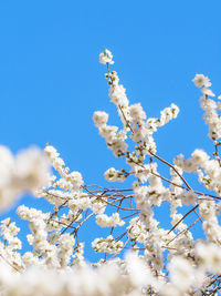 Low angle view of cherry blossom against clear blue sky