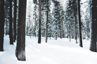 Snow covered trees in forest