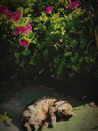 High angle view of cat by flower plants