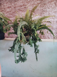 High angle view of succulent plant on table