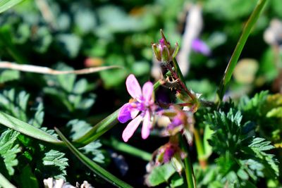 Close-up of insect on purple flower