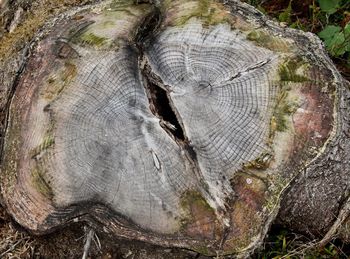 Close-up of tree stump