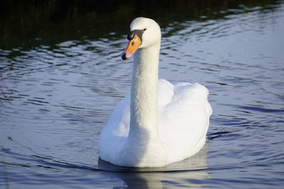 Swan swimming in lake