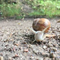 Close-up of snail on road