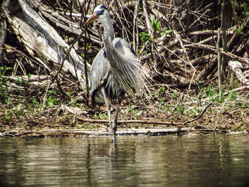 High angle view of gray heron perching on water