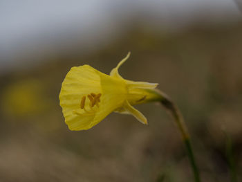 Close-up of yellow flower