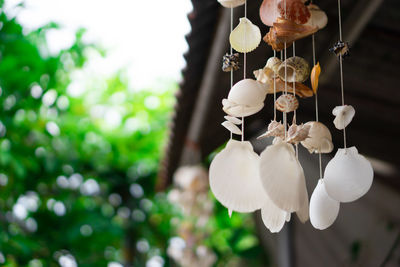 Close-up of white flowers hanging on tree