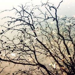 Low angle view of bird perching on bare tree against sky