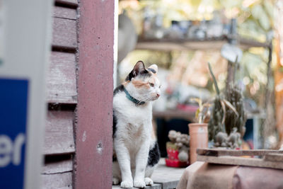 Close-up of a cat looking away