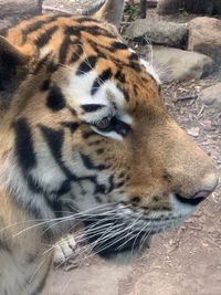 Close-up of a cat looking away