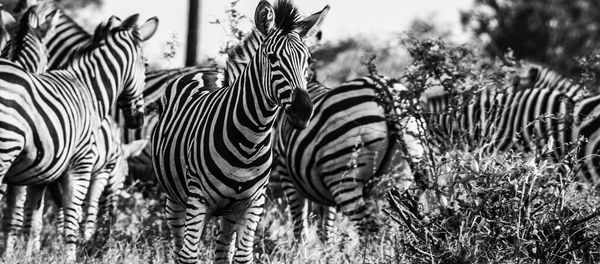 Close-up of zebras on field